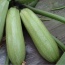 Bí ngòi xanh (bí Nhật) trồng tự nhiên